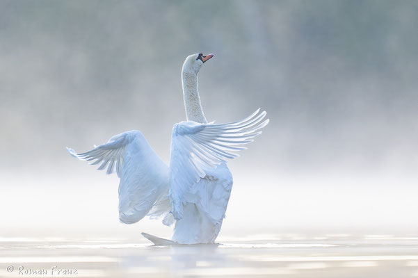 Schwan im Nebel