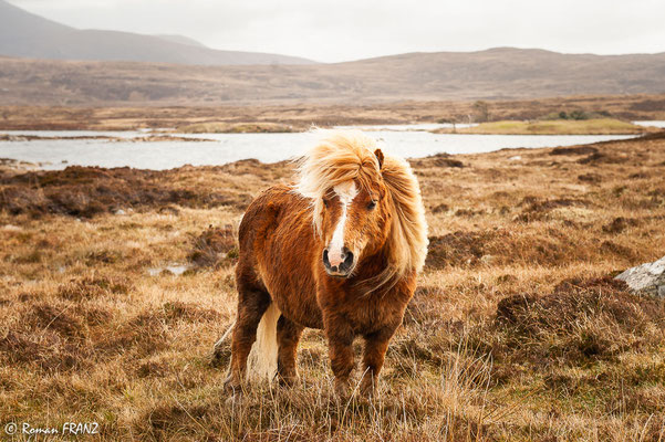 einsames Pferd auf South Uist, Schottland