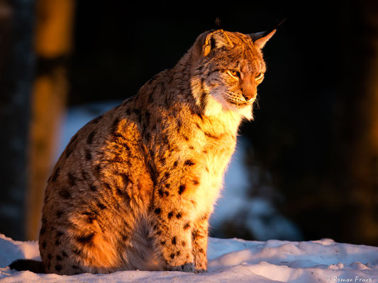 Luchs