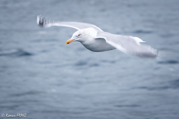 Möwe