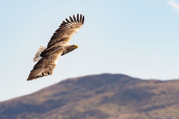 Seeadler