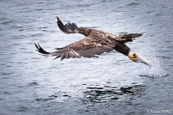 Seeadler