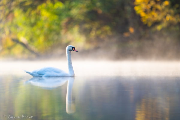 Schwan in herbstlicher Umrahmung