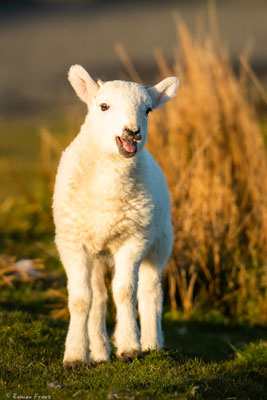 junges Schaf im Abendlicht