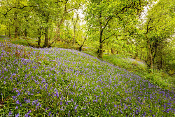 Blütenpracht Loch Lomond