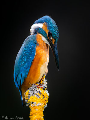 Eisvogel
