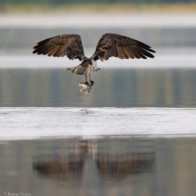 Fischadler Osprey