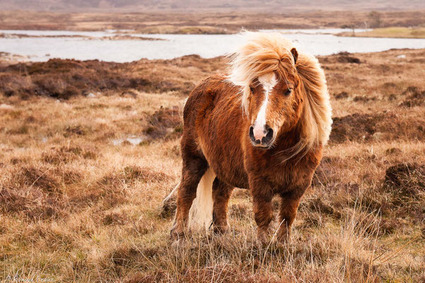 Pferd in South Uist