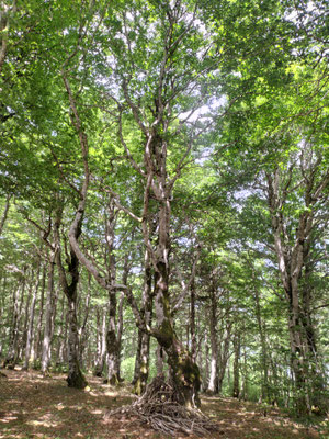 10 - Arbre du bonheur torturé (La vallée du bonheur)