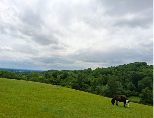 4 - Chevaux (Lamothe Capdeville)