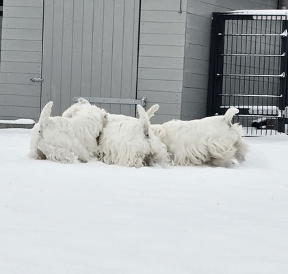 Westies von de Bek