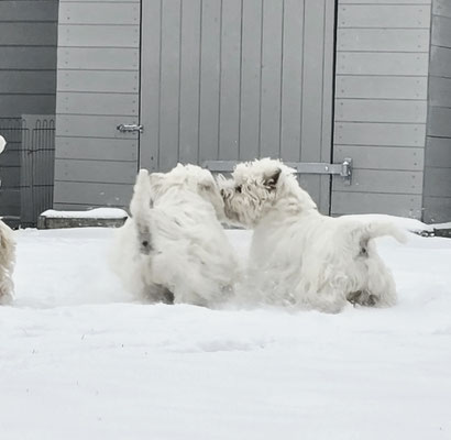 Westies von de Bek