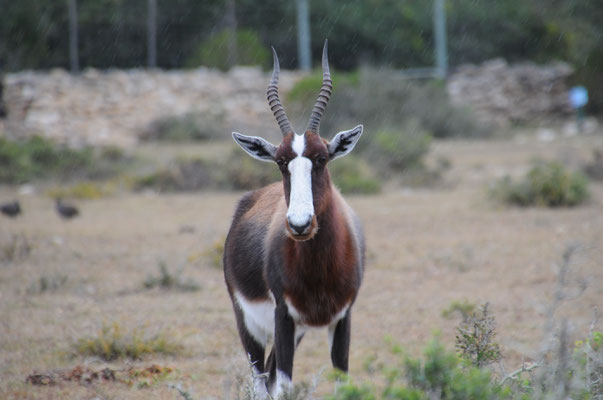 Antilope Blesbok ou Bontebok.