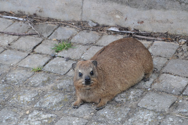 Le Dassie ou Daman du Cap aussi appelé Daman