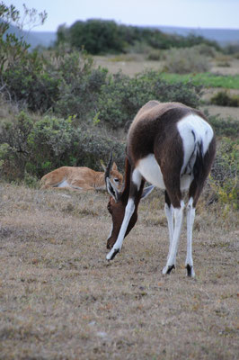 Antilope Blesbok ou Bontebok.