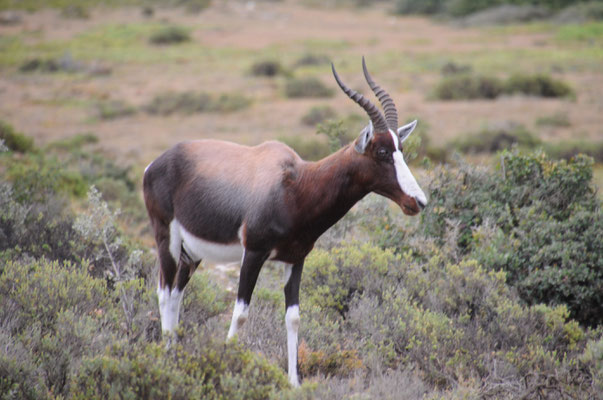 Antilope Blesbok ou Bontebok.