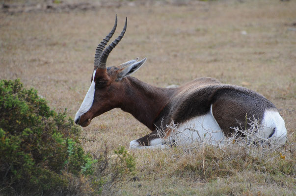 Antilope Blesbok ou Bontebok.