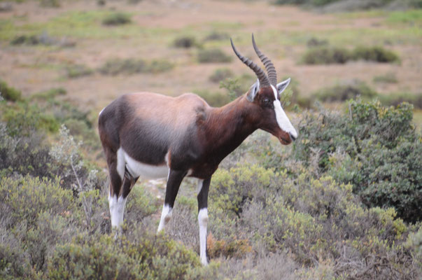 Antilope Blesbok ou Bontebok.