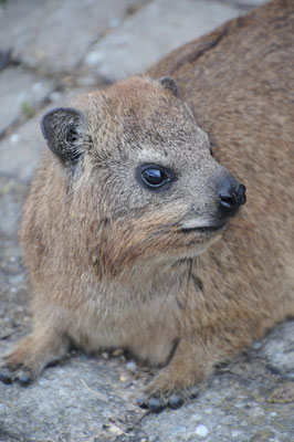 Le Dassie ou Daman du Cap aussi appelé Daman