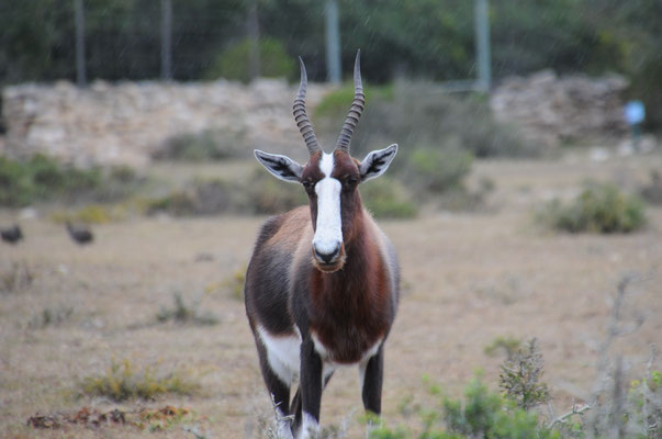 Antilope Blesbok ou Bontebok.