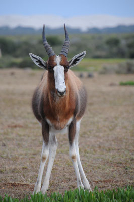 Antilope Blesbok ou Bontebok.