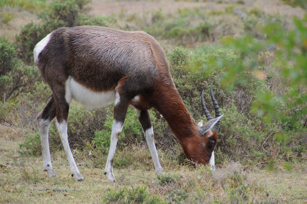 Antilope Blesbok ou Bontebok.