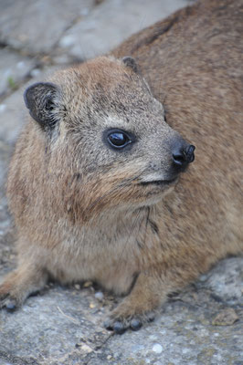 Le Dassie ou Daman du Cap aussi appelé Daman