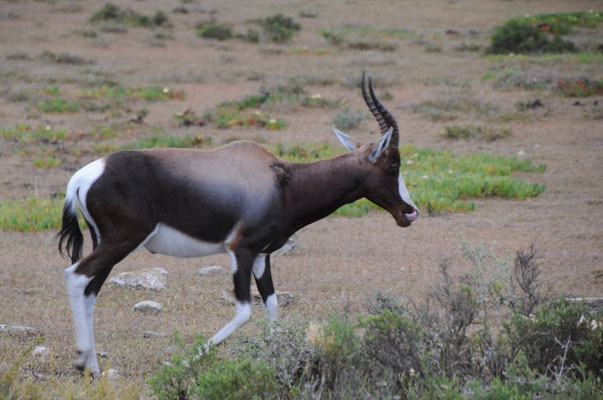 Antilope Blesbok ou Bontebok.