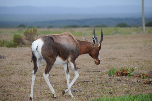 Antilope Blesbok ou Bontebok.