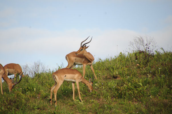 IMPALA