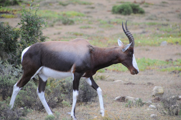 Antilope Blesbok ou Bontebok.