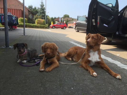 Warten auf dem Parkplatz, Herrchen ist Einkaufen III