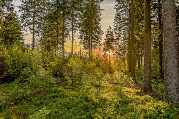 Sonnenaufgang an der Hämmerer Ebene