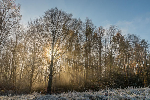 Tolles Sonnenlicht/Nebel am Grünen Band (NSG Alte Meilschnitz)