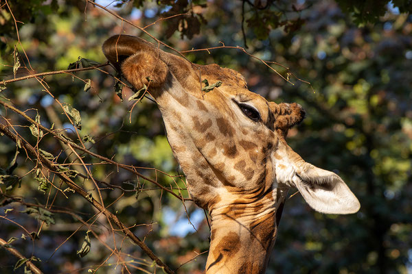 KORDOFAN-GIRAFFE (Giraffa camelopardalis antiquorum)