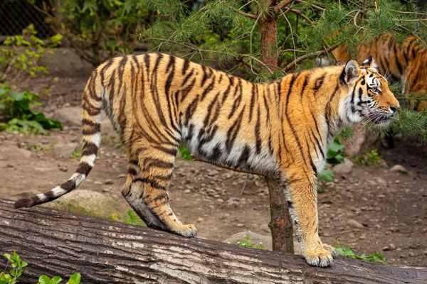 Sibirischer Tiger 