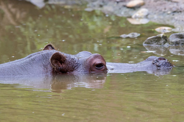  FLUSSPFERD (Hippopotamus amphibius)