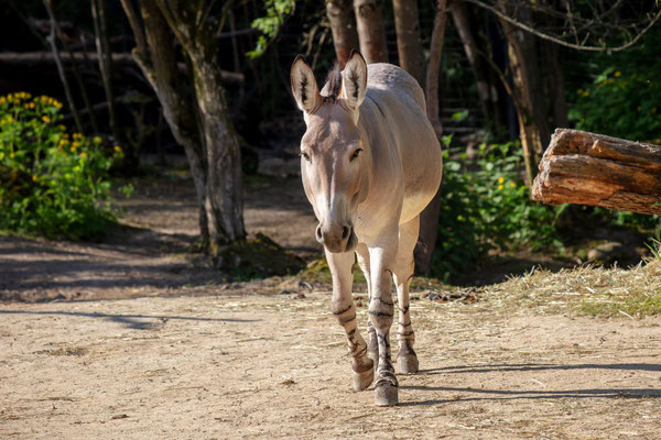 SOMALI-WILDESEL (Equus africanus somaliensis)