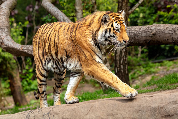 Sibirischer Tiger 