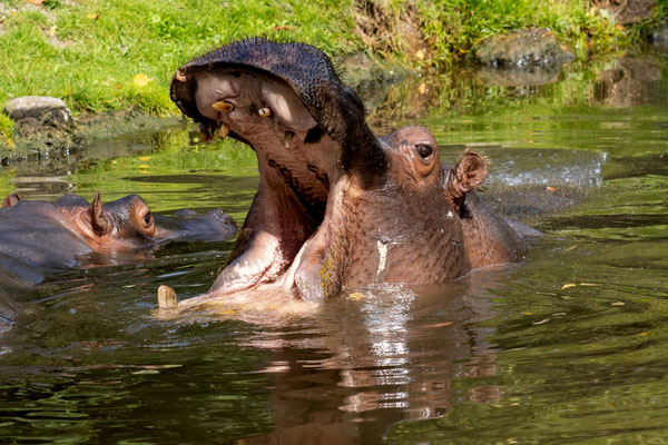  FLUSSPFERD (Hippopotamus amphibius)