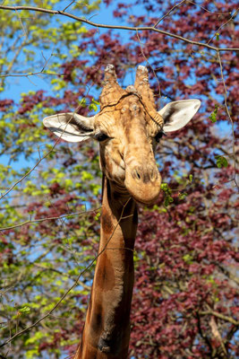 KORDOFAN-GIRAFFE (Giraffa camelopardalis antiquorum)