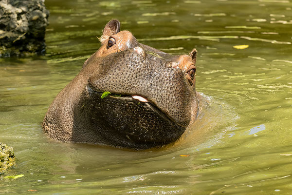 FLUSSPFERD (Hippopotamus amphibius)
