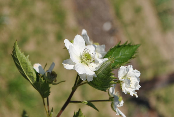 Bereits im April blühen die Brombeeren.