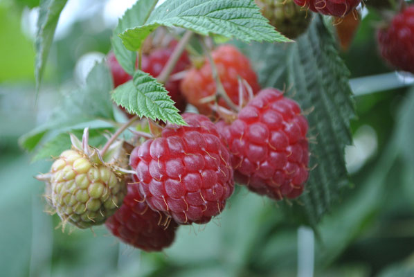 Diese Himbeeren sind bereit zur Ernte.