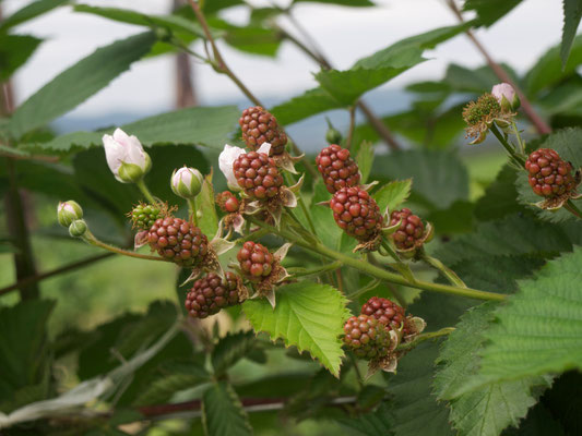 Von Juli bis September ernten wir die Brombeeren.