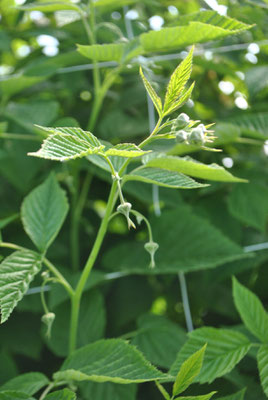 Himbeeren, die kurz vor der Blüte stehen.