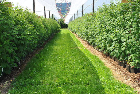 Sommerhimbeeren sind einiges grösser...