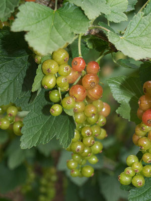 Anfang Juni bekommen die ersten Johannisbeeren ihre Farbe.