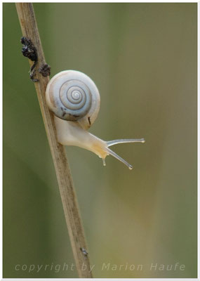 Unbestimmte Schnecke, 20.08.2016, Land Brandenburg