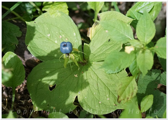 Vierblättrige Einbeere  (Paris quadrifolia), 07.08.2016, Brieselang/Land Brandenburg